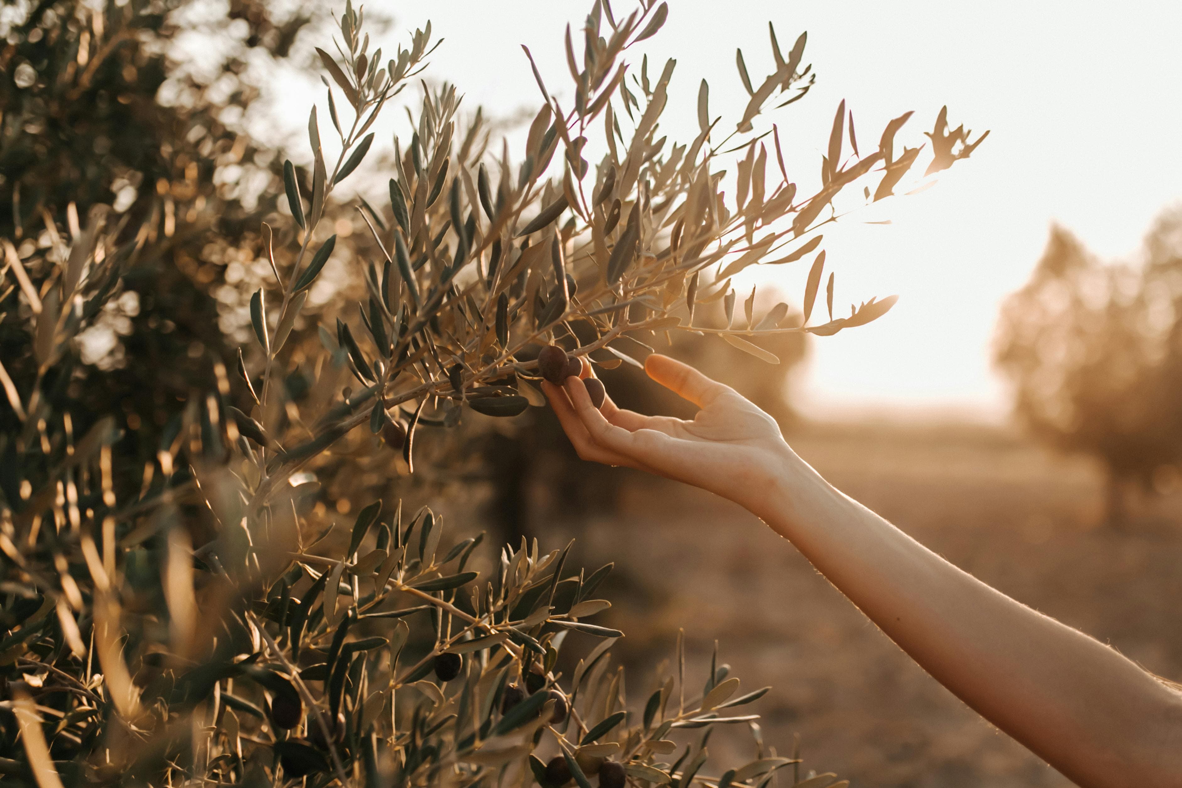 Hand reaching into an olive branch at golden hour