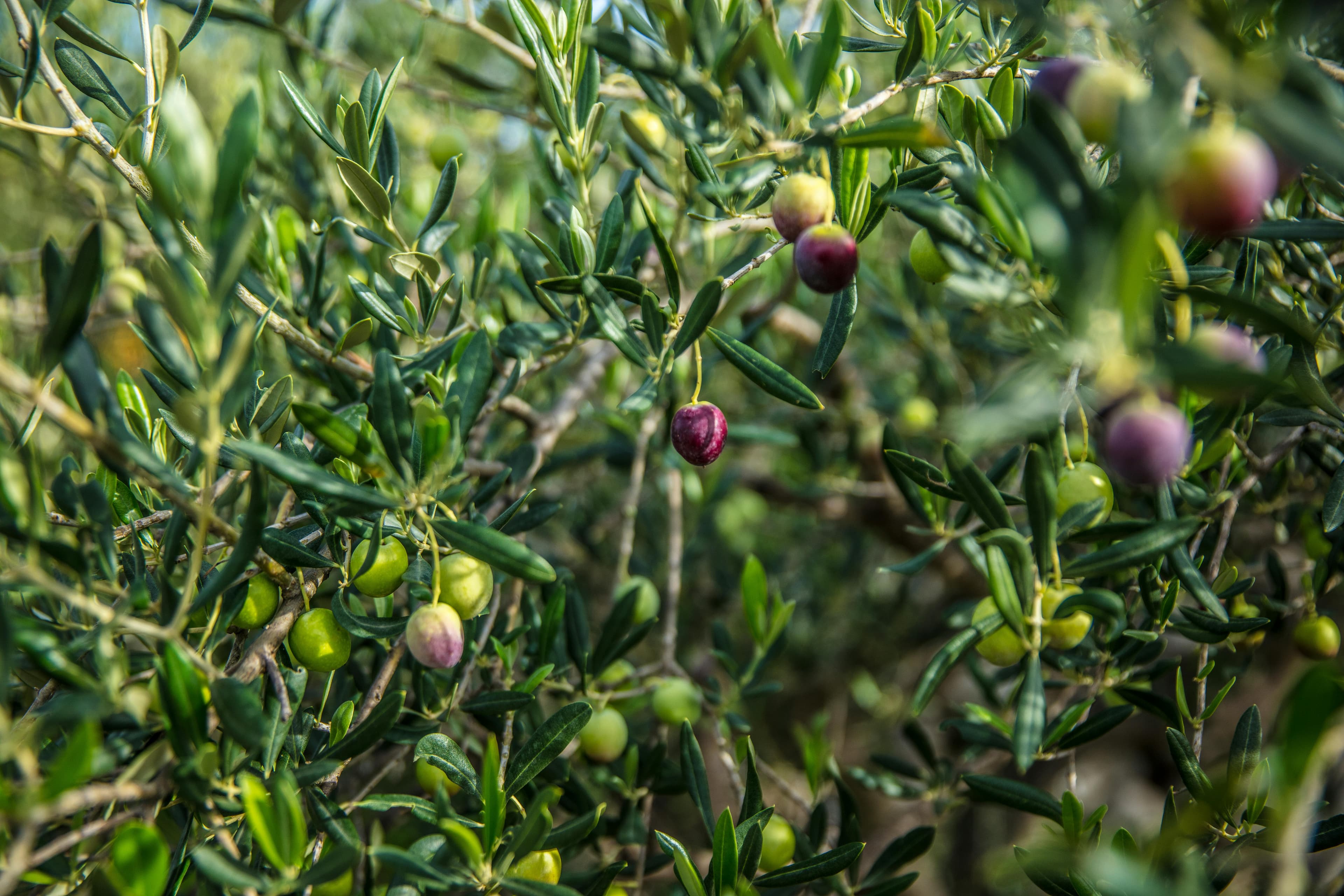 Fresh olives on the branch